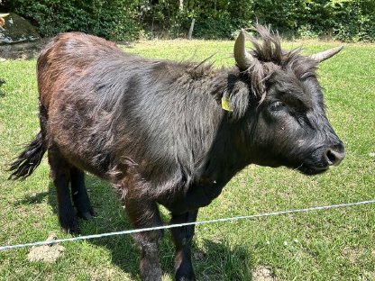 Bild 6:Hochlandrinder Kalbinnen