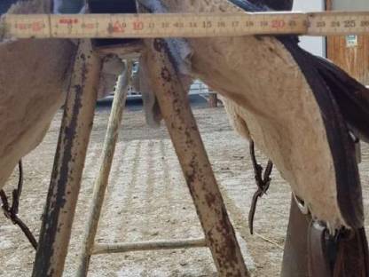 Bild 3:Westernsattel