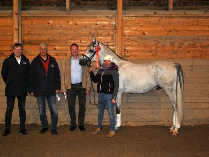 Bild 4:Zuchthengst mit überdurchschnittlichen Grundgangarten Kuhailan Zaid-906