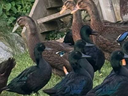 Bild 3:Smaragdenten / Warzenenten