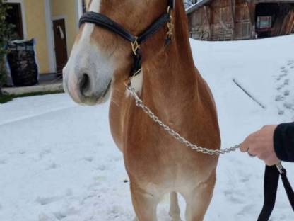 Bild 3:Haflingerwallach Bertoli-W