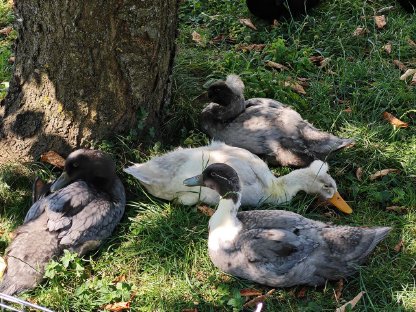Bild 6:Enten, Laufenten-Küken, fleißige Schneckensammler