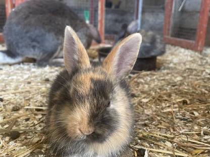 Bild 2:Kaninchenbabys