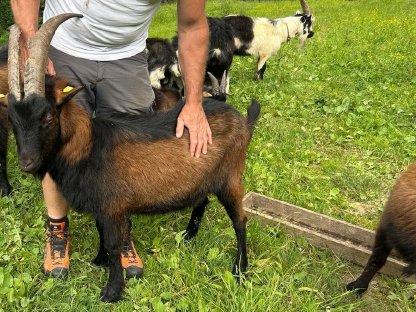 Bild 2:Pinzgauer Ziegenböcke HB und ohne HB zu verkaufen