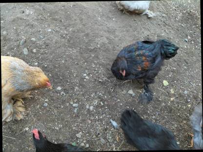 Brahma