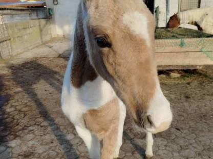 Bild 2:Quarab Fohlen Wallach