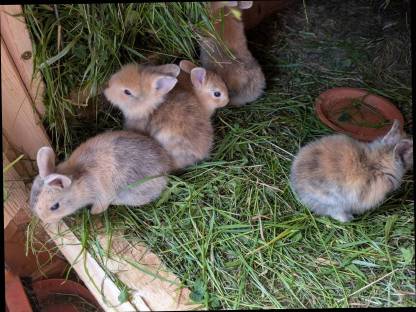 Bild 3:Löwenkopf Zwergkaninchen zu verkaufen