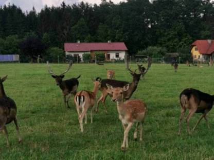 Damhirsch