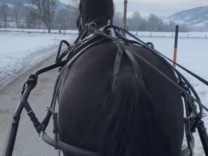 Einspänner Brustblattgeschirr inkl. Zubehör