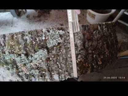 Bild 4:Eschenholz Holzscheibe für Tischplatte