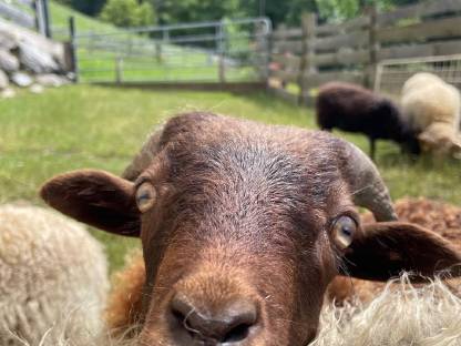 Bild 3:Ouessantschaf Widder