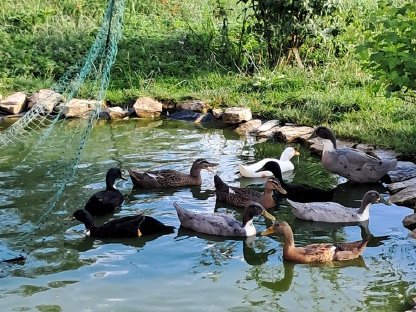 Enten zu verkaufen