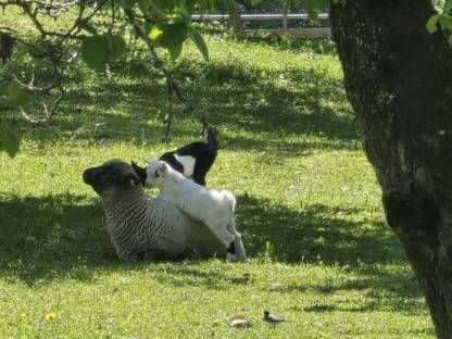 Bild 2:Mini-Zwergziegen
