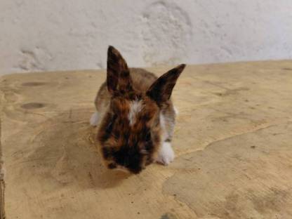 Bild 9:Mini Rex Hasen