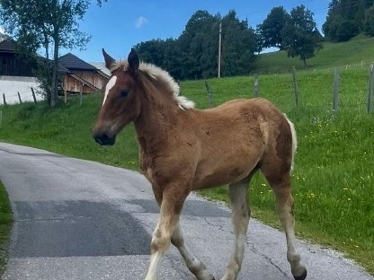 Norikerstutfohlen „RUBINA“