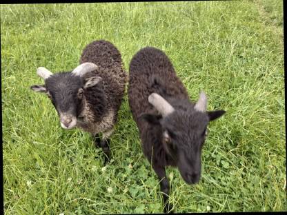 Bild 6:Quessantschafe