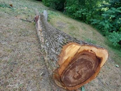 Bild 4:Ulmen Rüster Bloche