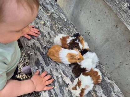 Bild 2:Junge Meerschweinchen