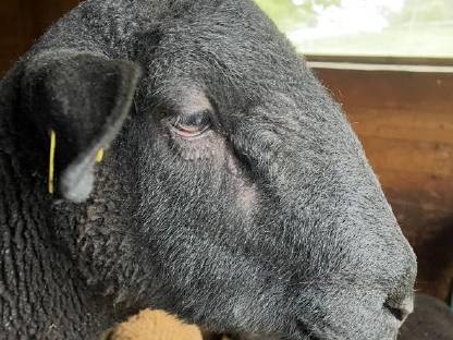 Bild 4:Jura Schafböcke