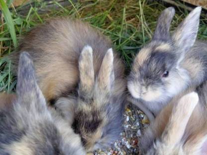 Jamora, Zwergkaninchen, Kaninchen