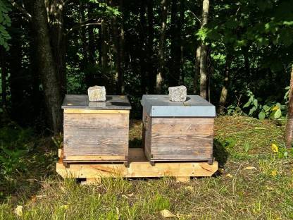 Bild 6:Bienenvölker - Dadant US