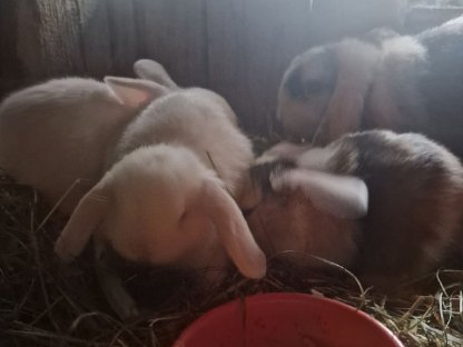 Bild 3:Viele kleine Minilop-Häschen