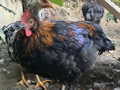 Bild 3:Reinrassige Bio-Junghähne