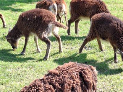 Bild 4:Soay Schafe