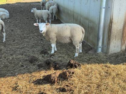 Texel