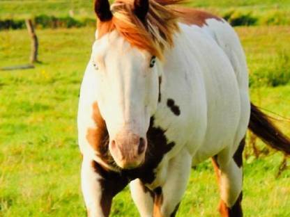 Bild 2:Painthorse Deckhengst gekört APHA, ZSSE