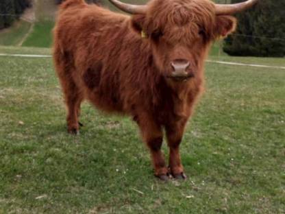 Bild 2:Hochlandrinder Kalbinnen