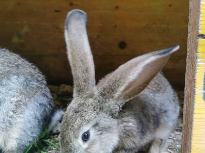 Bild 3:Junge Riesen zu verkaufen