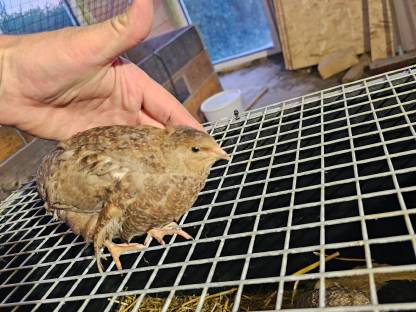 Bild 6:Wachteleier und Bruteier