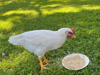 Bild 6:2 junge Mischlingshähne zu verschenken