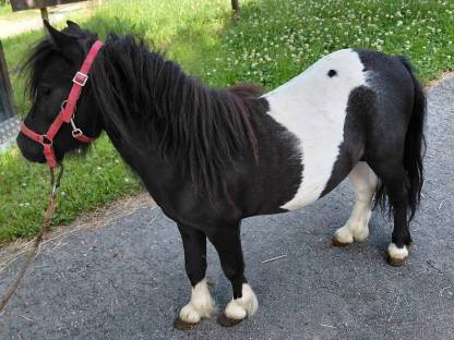 Bild 8:Pony-Hengste