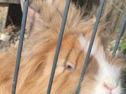 Bild 5:3 Goldschätze (Löwenköpfchen)