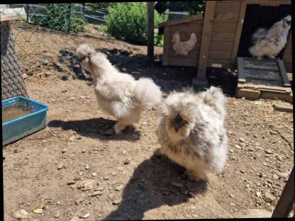 Bild 3:Zwergseidenhühner