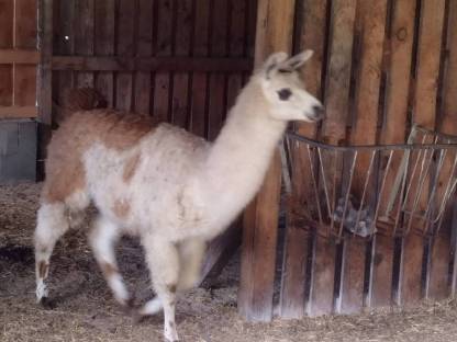 Lama jung Hengst