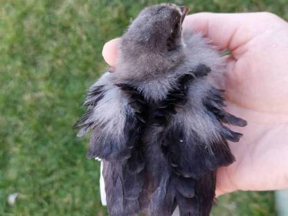 Strupphuhn/Maransküken