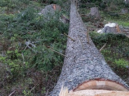 Bild 8:Forstdienstleistungen