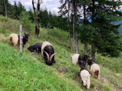 Bild 2:Walliser Schwarzhalsziegenbock