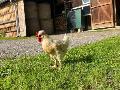 Bild 2:2 junge Mischlingshähne zu verschenken