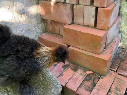Bild 7:Reinrassige Australorp Bruteier, Hähne und Hennen