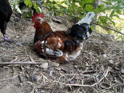 Bild 8:Reinrassige Bio-Junghähne