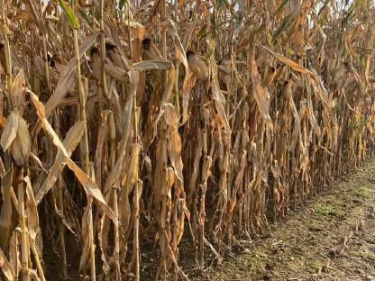Bild 3:Mais Körnermais 4 ha
