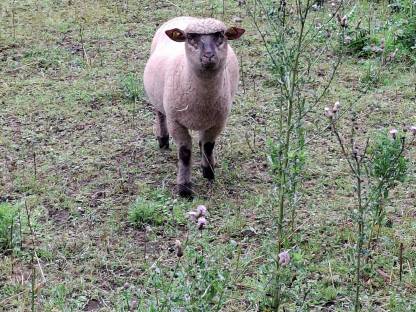 Shropshire Widder