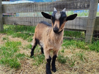 Bild 2:Zwergziegenbock