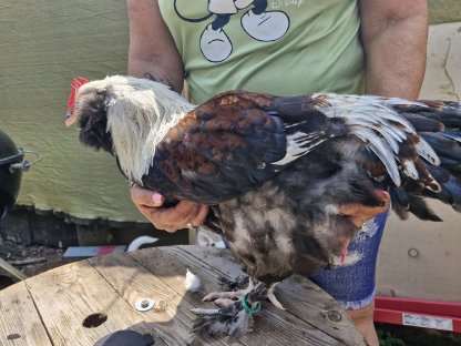 Bild 2:Deutsches Lachshuhn/Hähne