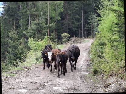 Bild 2:Wagyu und Fleckrinder in allen Altersklassen