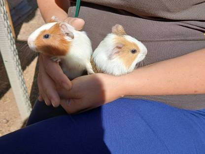 Meerschweinchen